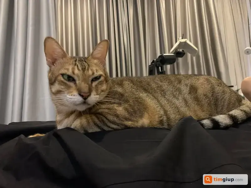 Tìm mèo vàng vằn hổ tên Sun lạc tại Quận Phú Nhuận, TP.HCM