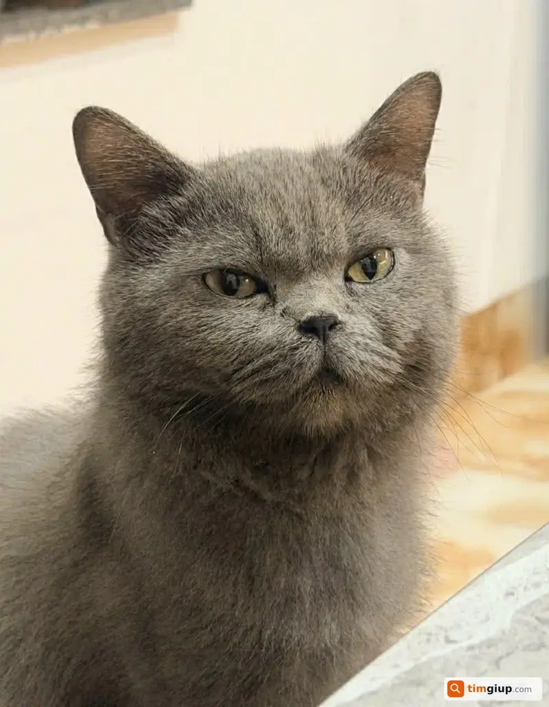 Tìm mèo Anh lông ngắn thất lạc tại phố Bồ Đề, Long Biên, Hà Nội