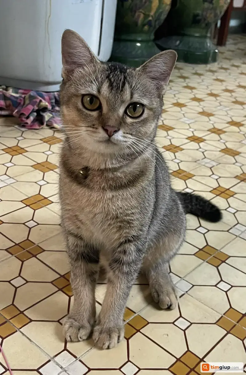 Tìm mèo Mochi bị lạc tại Quận Gò Vấp, TP.HCM