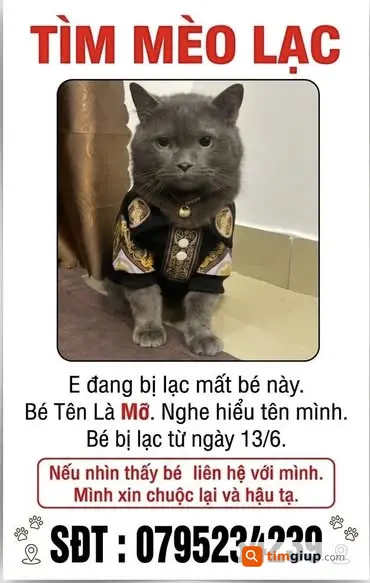 Tìm mèo thất lạc Mỡ xám lai tại Phan Trứ, Kiến An Hải Phòng