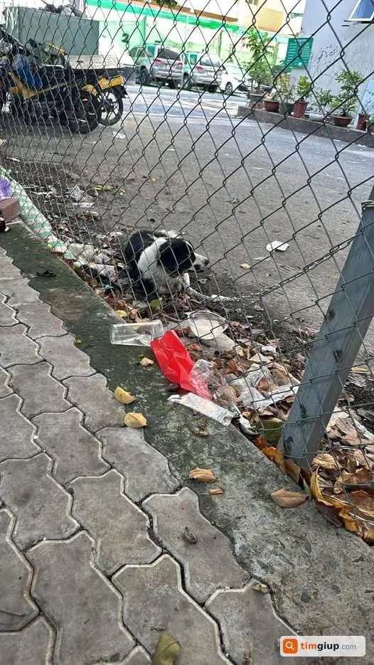 Thông Báo Cộng Đồng Cứu Hộ Chó Bị Bỏ Rơi Tại Quận 7