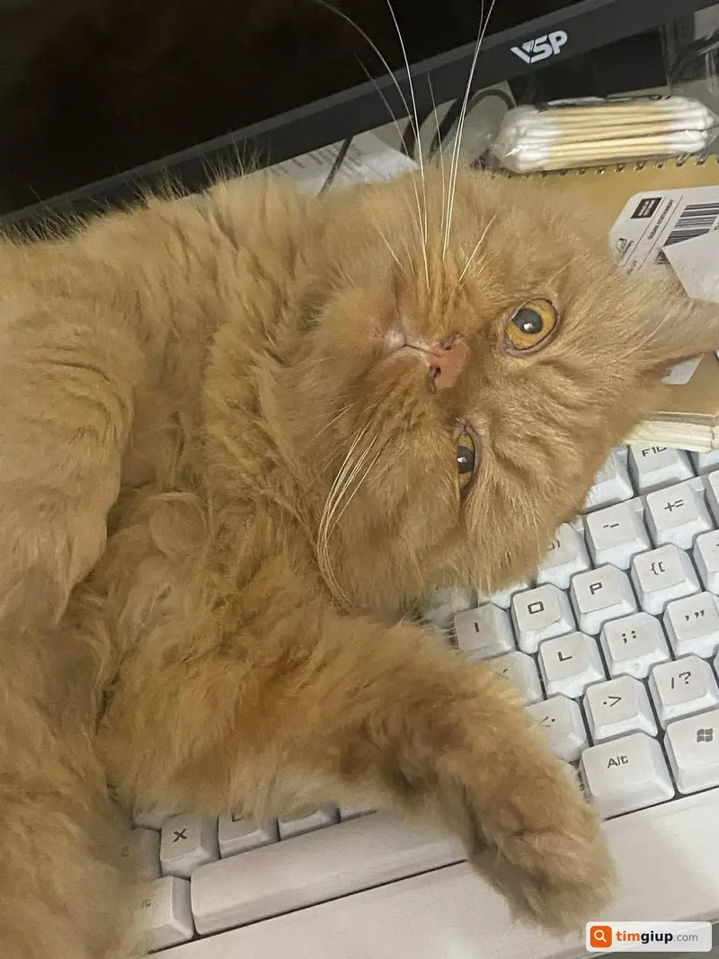 Tìm mèo Anh lông dài tên Ngáo thất lạc tại Quận 12, TP.HCM