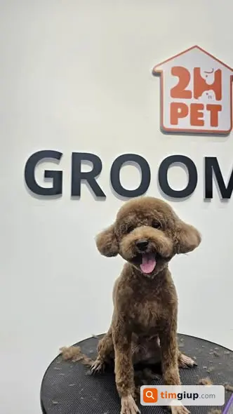 Tìm Chó Poodle Nâu Socola Tên Dolla Lạc Ở P6 An Nhơn