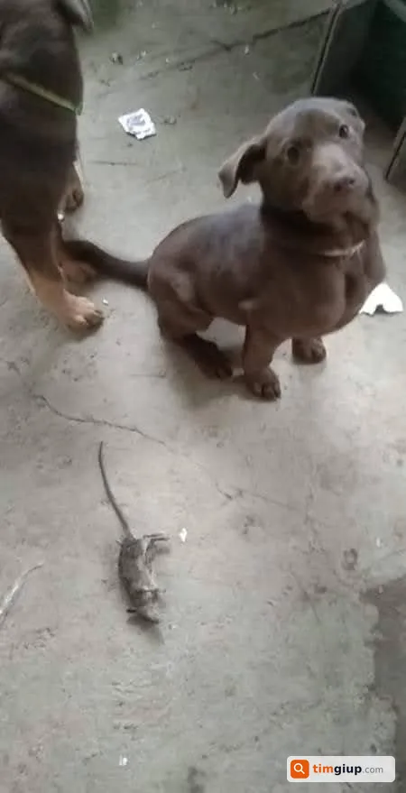 Tìm chú chó ta lai tên Nâu thất lạc tại Cầu Giấy, Hà Nội