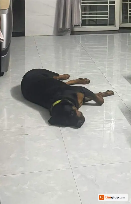 Tìm chó Rottweiler 15 tháng lạc ở Trần Phú, Tây Ninh