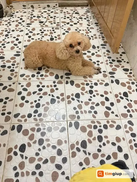 Tìm chó Milo lạc tại ngõ Ba Đình, Phú Xuyên, Hà Nội