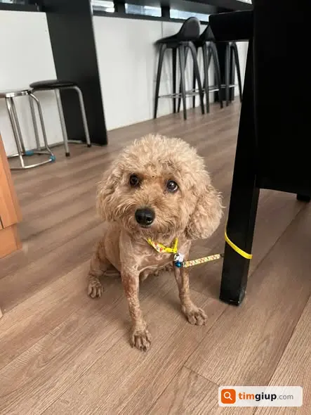 Nhặt Được Chó Poodle Nâu Cái Tại Ngõ 464 Âu Cơ, Phường Hồng Hà
