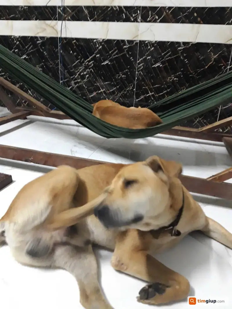 Tìm chó cỏ lông vàng bị lạc tại huyện Cần Đước, Long An