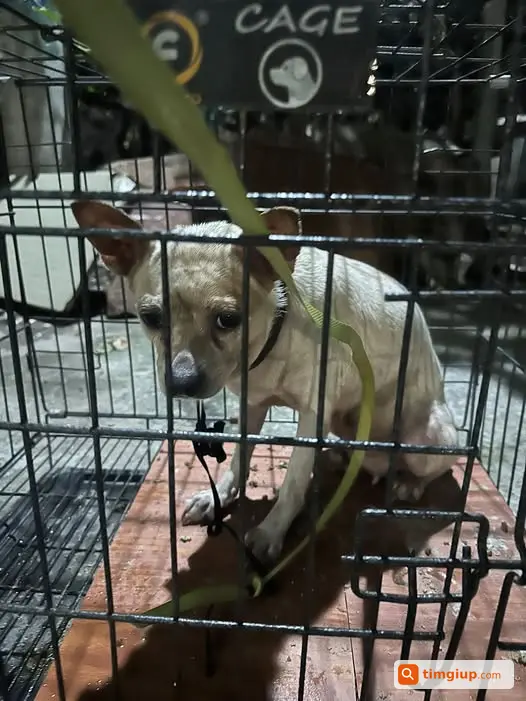Tìm Chủ Bé Thất Lạc Tại Khu Vực Kim Giang, Hà Nội