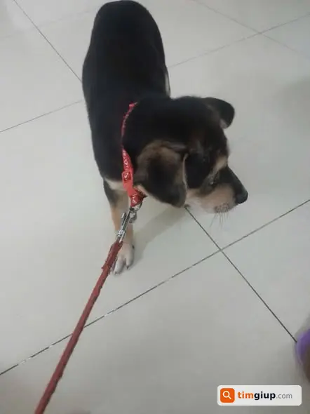 Tặng chó con cái 2 tháng tuổi đã tiêm phòng