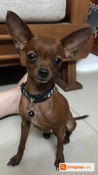 Chó Phốc Hươu Cái Thất Lạc Tại Gia Thượng, Long Biên