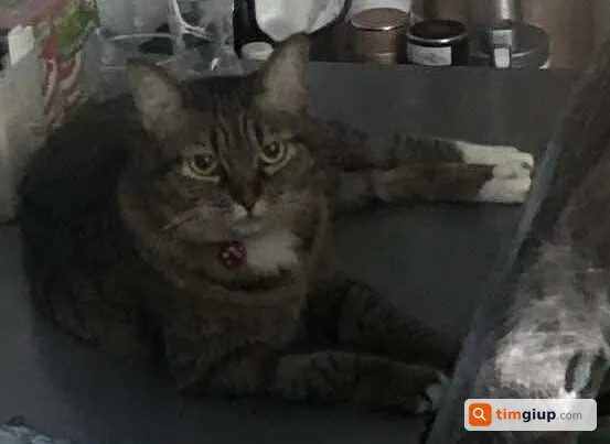 Tìm mèo ta thất lạc tên Báo tại Bình Tân, TP. Hồ Chí Minh