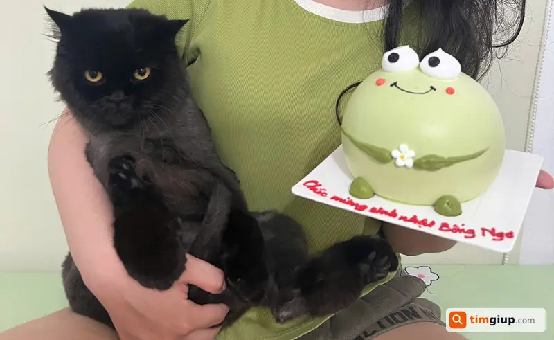 Tìm mèo Bách lông dài đen thất lạc tại Hà Nội