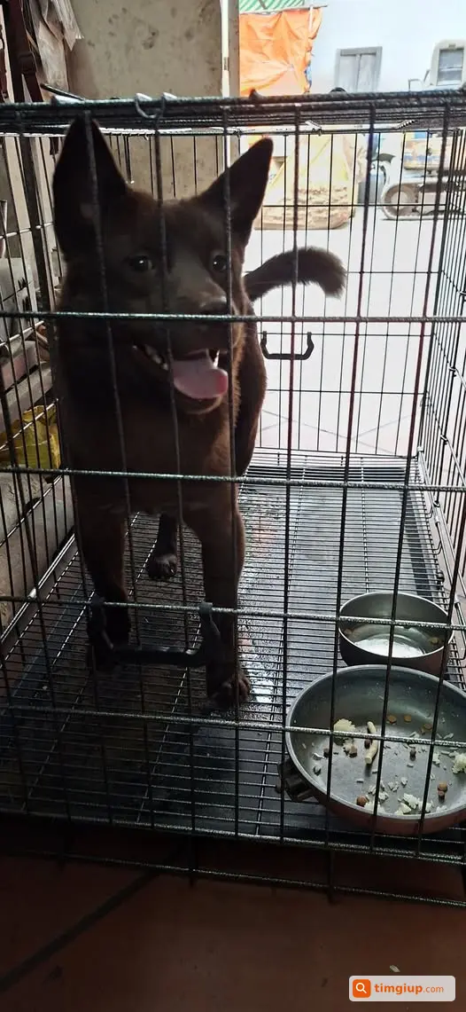 Chó Lạc Tìm Chủ Tại Hà Trì, Hà Đông, Hà Nội