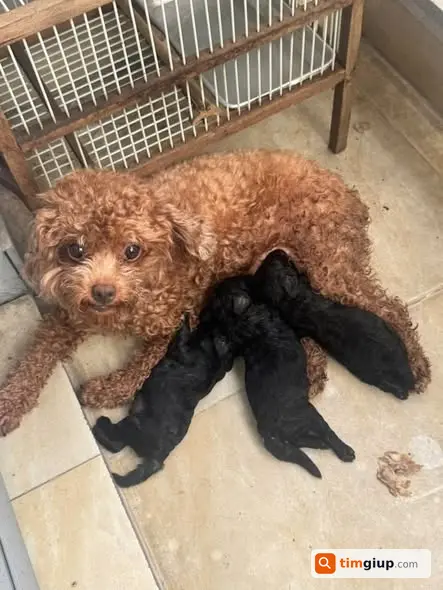 Tìm Chó Poodle Nâu Thất Lạc Tại Ngõ 259 Vĩnh Hưng Hà Nội