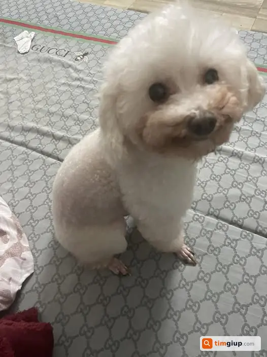 Tìm Chó Poodle 13 Tuổi Thất Lạc Tại Đình Xóm Nội, Chương Mỹ