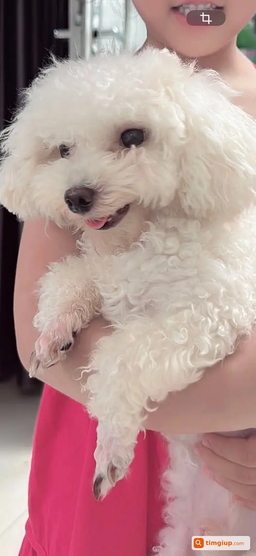Tìm Chó Poodle Trắng Tên Pon Thất Lạc Tại Đống Đa