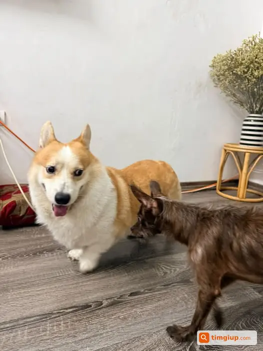 Chó Corgi Đi Lạc Tại Đường Thành Công, Hà Nội Tìm Chủ