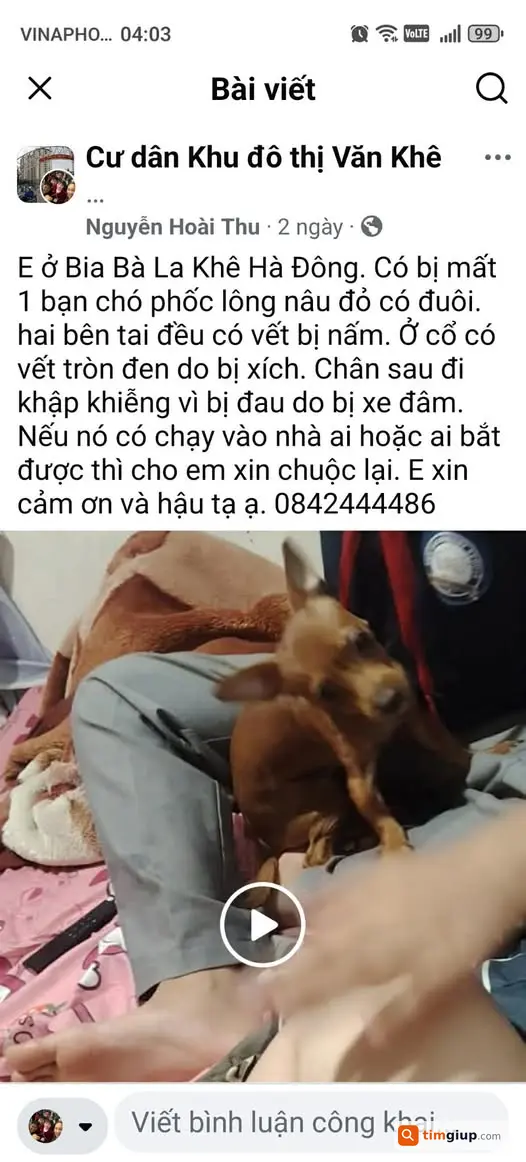 Tìm chó Ky lông nâu đỏ lạc tại Bia Bà La Khê Hà Đông