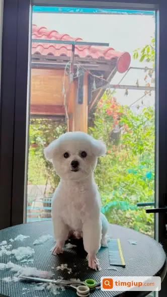 Chó Poodle Trắng Lạc Tại Đường Nguyễn Tất Thành, Phú Bài