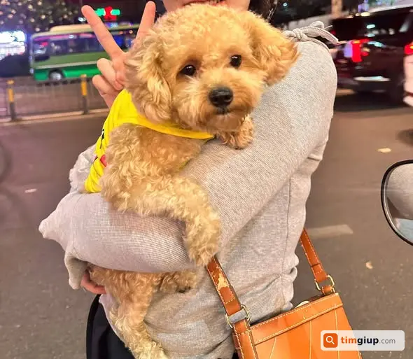 Tìm Chó Poodle Đực Thất Lạc Tại 344 Mã Lò - Lê Văn Quới, Bt