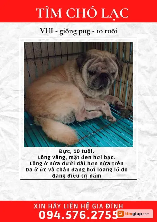 Tìm chó Pug lông vàng sáng lạc tại Giang Văn Minh, Đội Cấn, Hà Nội