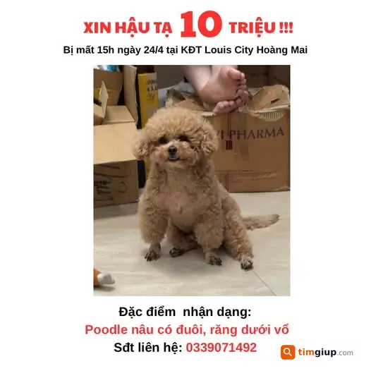 Tìm chó Poodle nâu lạc tại KĐT Louis City Hoàng Mai