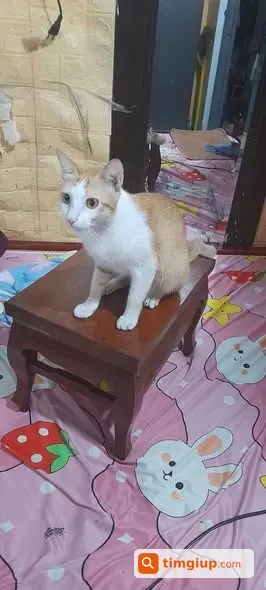 Tìm Mèo Cái Triệt Sản Thất Lạc Tại Bình Lợi, Bình Thạnh