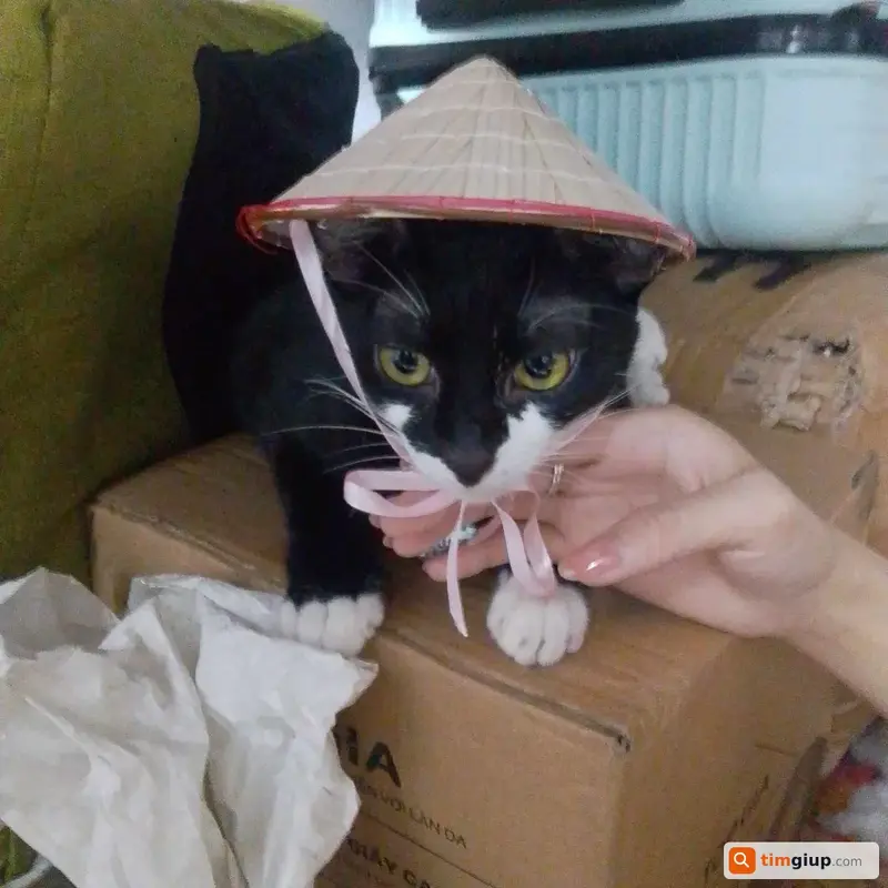 Tìm mèo ta (Tuxedo) tên Kuro thất lạc tại TP. Hồ Chí Minh