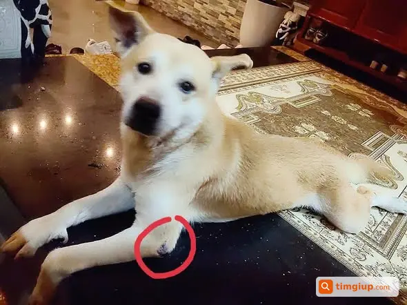 Tìm Chó Đực Thất Lạc Tại Geleximco, Lê Trọng Tấn, Hà Đông