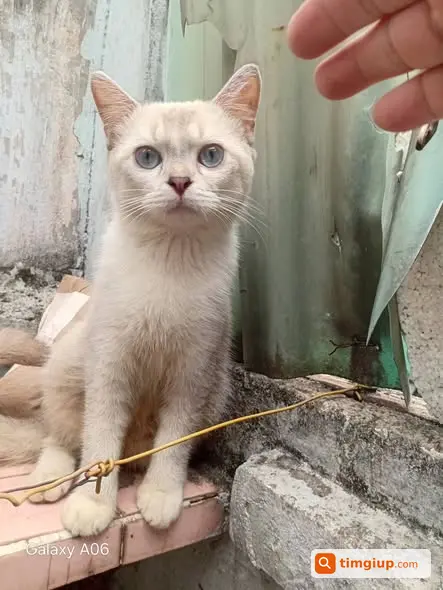 Tìm Mèo Trắng Xám Thất Lạc Tại Đường Ngô Tất Tố, Bình Thạnh
