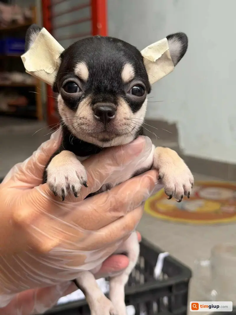 Tìm chó Chihuahua đen tên Siro lạc tại Bình Thạnh, TP.HCM