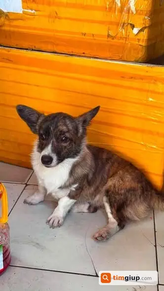 Tìm Chó Lai Corgi Tên Đốm Thất Lạc Tại Phố Trung Hoà, Cầu Giấy