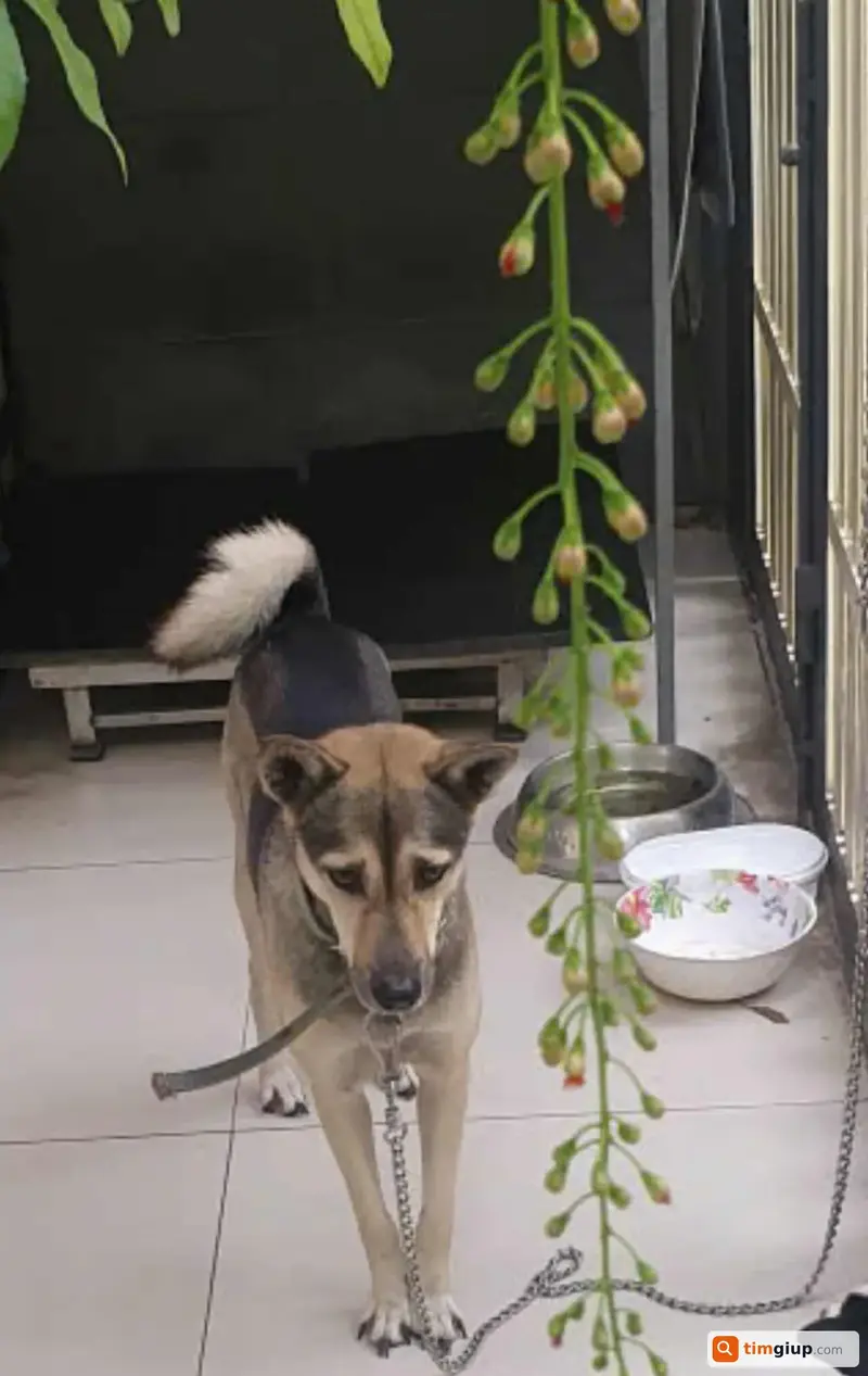 Tìm chó lạc tên Xám tại Quận Tân Bình, TP. Hồ Chí Minh