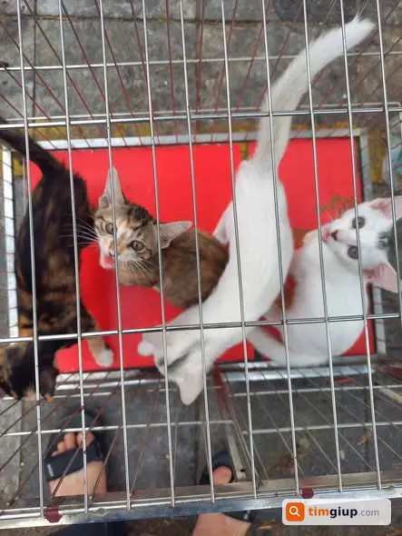 Cho tặng 4 mèo con mới sinh, tìm người nhận nuôi yêu thương