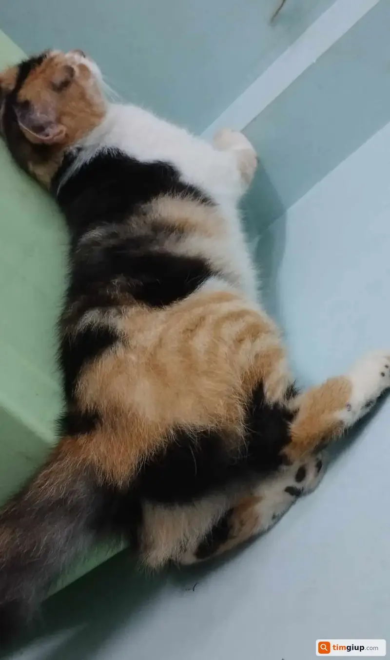 Tìm mèo tam thể tên Mint thất lạc tại Dĩ An, Bình Dương