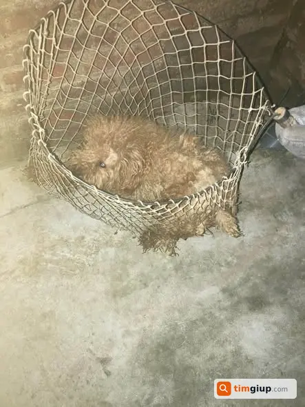 Cần hỗ trợ lồng cho chó con được cứu ở bờ ao Hà Nội