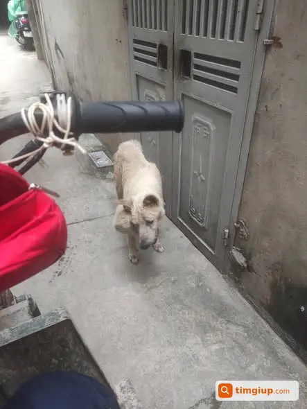 Cứu Chó 15 Tuổi Ở Hà Nội, Chủ Nhà Cho Nhận Miễn Phí