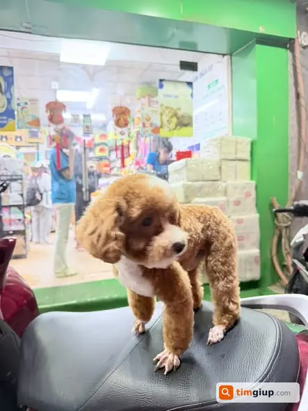 Nhượng lại chó Bull cái và Poodle đực tại khu vực Hà Nội