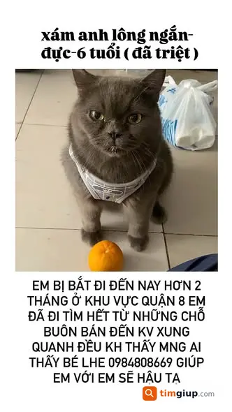Tìm Mèo Thất Lạc Bị Bắt Đi, Mong Tin Tại Địa Phương