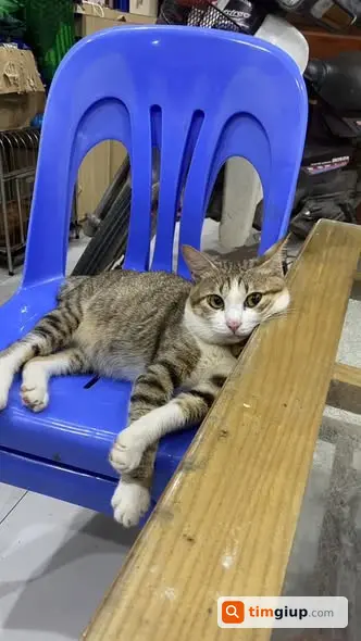 Tìm Mèo Mướp Thất Lạc Tại Yên Nghĩa, Hà Đông