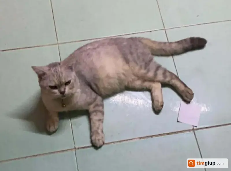 Tìm mèo Anh lông ngắn màu xám tên Bơ tại Gò Vấp, TP.HCM