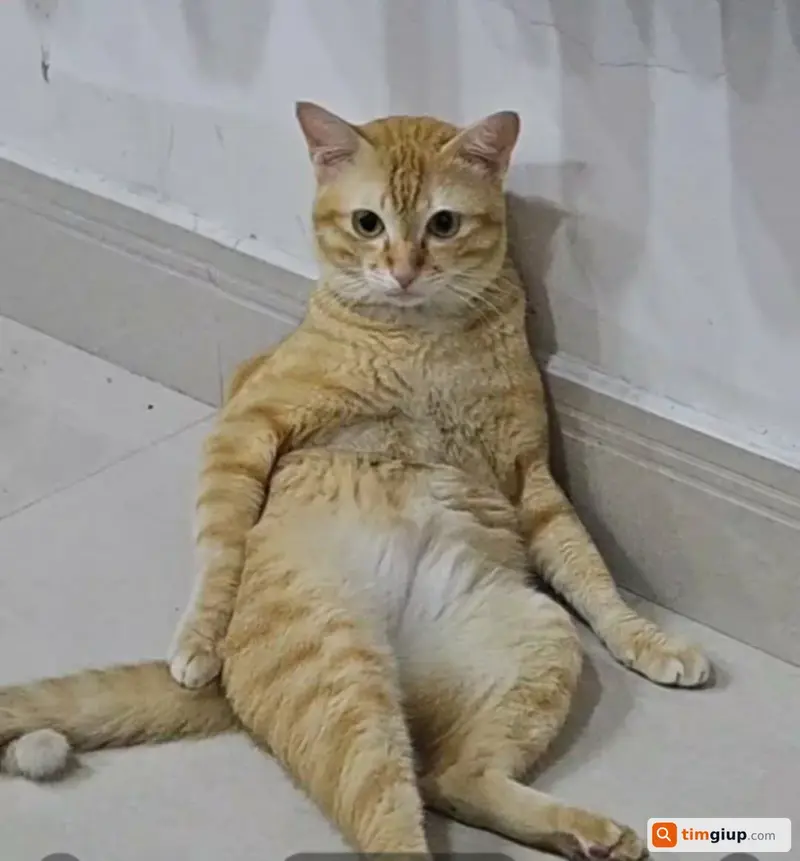 Tìm mèo cam tên Quýt bị lạc tại phường Long Tâm, Bà Rịa