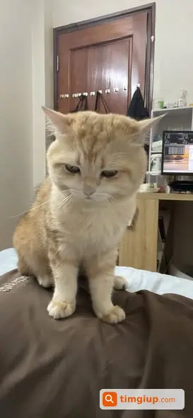 Tìm Mèo Anh Lông Ngắn Golden Tabby Lạc Tại Tu Hoàng