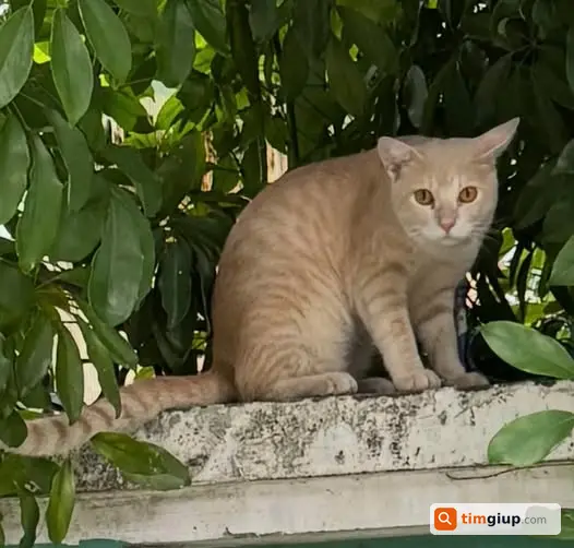 Nhặt Được Mèo Vàng Kem Lạc Tại Bình Hưng, Bình Chánh