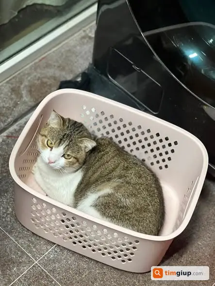 Ảnh 3