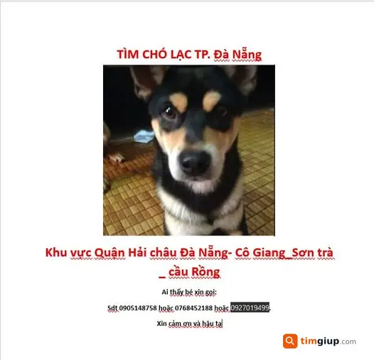 Tìm Chó Thất Lạc Lông Đen Tại Cô Giang - Cầu Rồng, Hải Châu