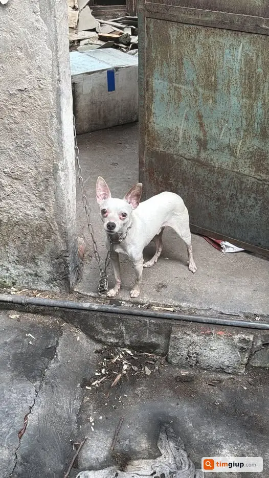 Tìm chó lạc gần cầu Chương Dương, Bồ Đề, Lâm Du