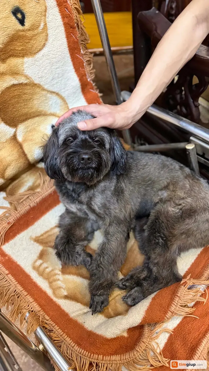 Tìm chó Poodle lai tên Lucky thất lạc tại phường Bạch Mai, Hà Nội