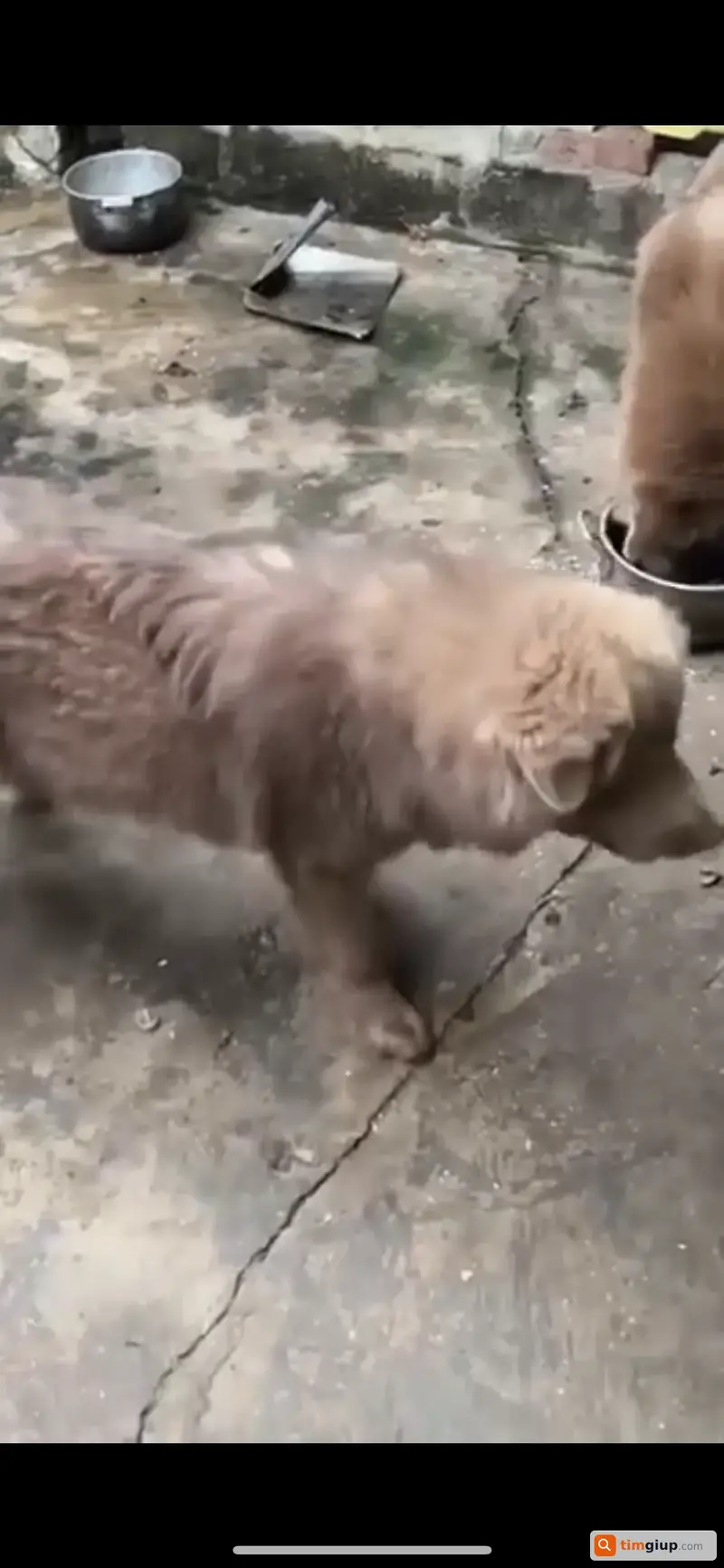 Tìm chú chó Bắc Hà tên Gấu thất lạc tại Thạch Thất, Hà Nội